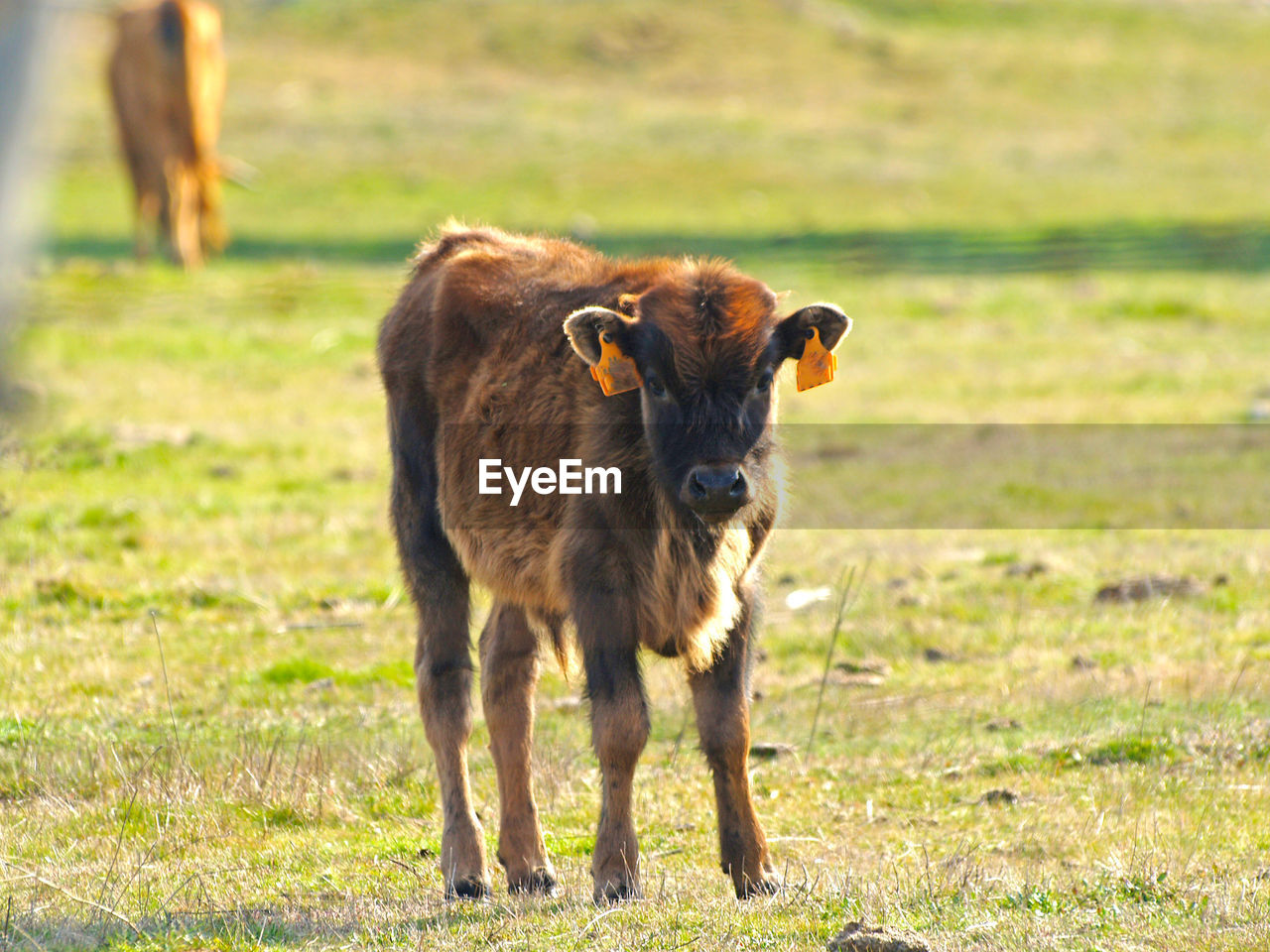 Young cow on field