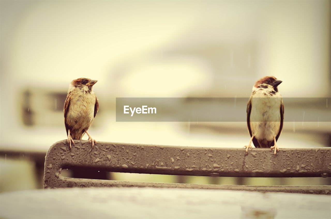 Sparrows perched on chair