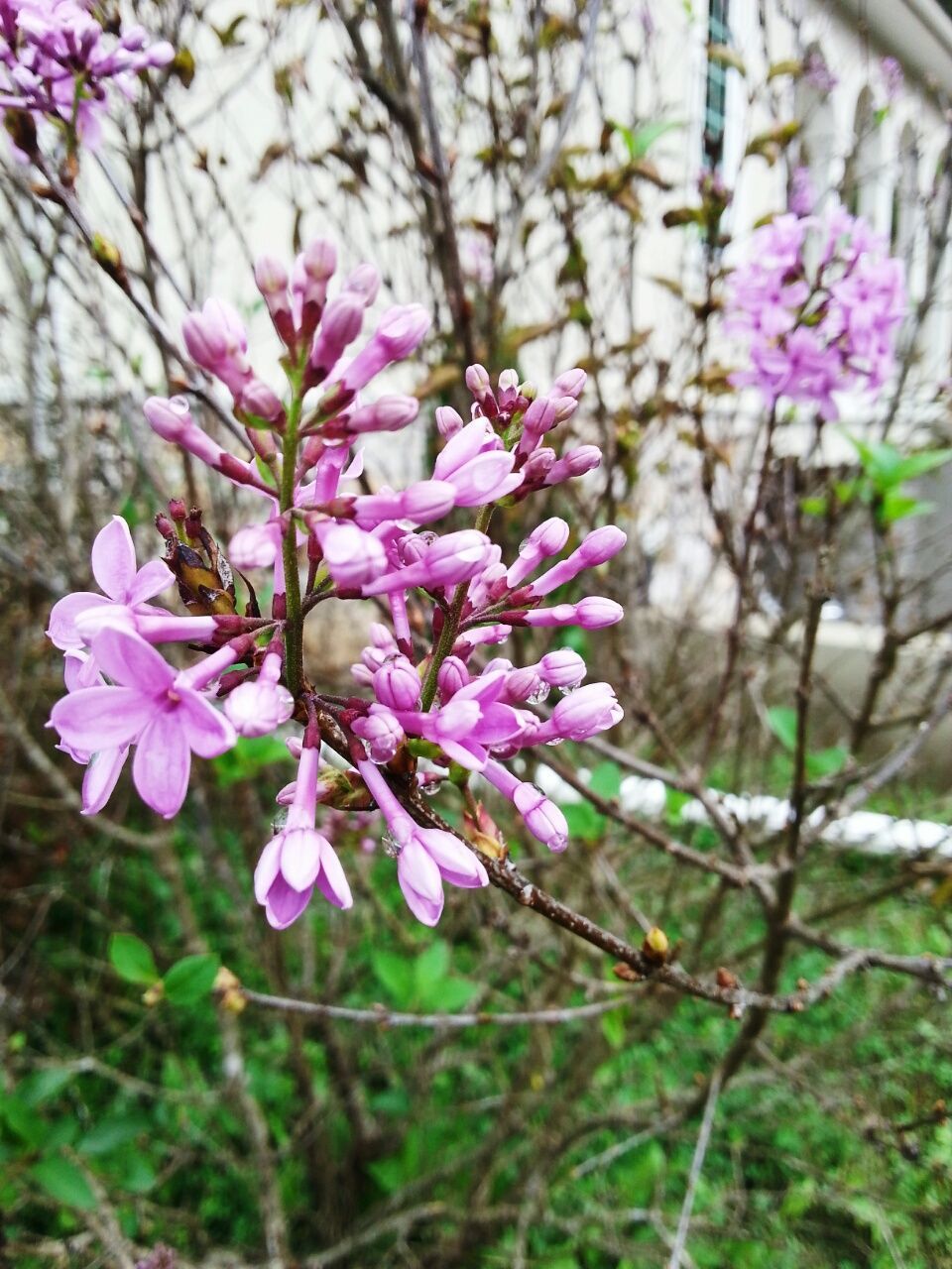 CLOSE-UP OF PURPLE FLOWERS