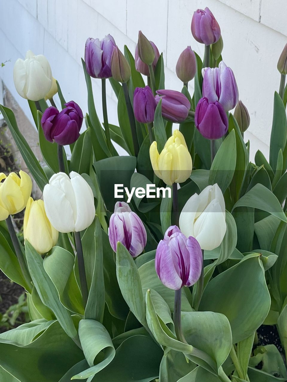 flower, flowering plant, plant, freshness, beauty in nature, plant part, petal, leaf, fragility, tulip, flower head, nature, purple, inflorescence, close-up, growth, green, no people, pink, springtime, multi colored, outdoors, flower arrangement, botany