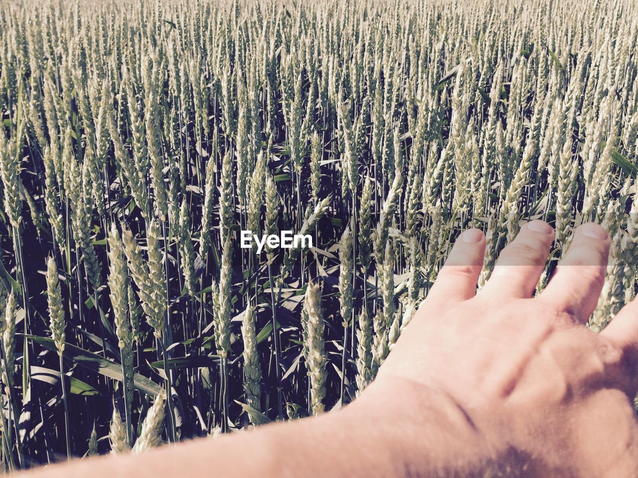 Hand above green wheat