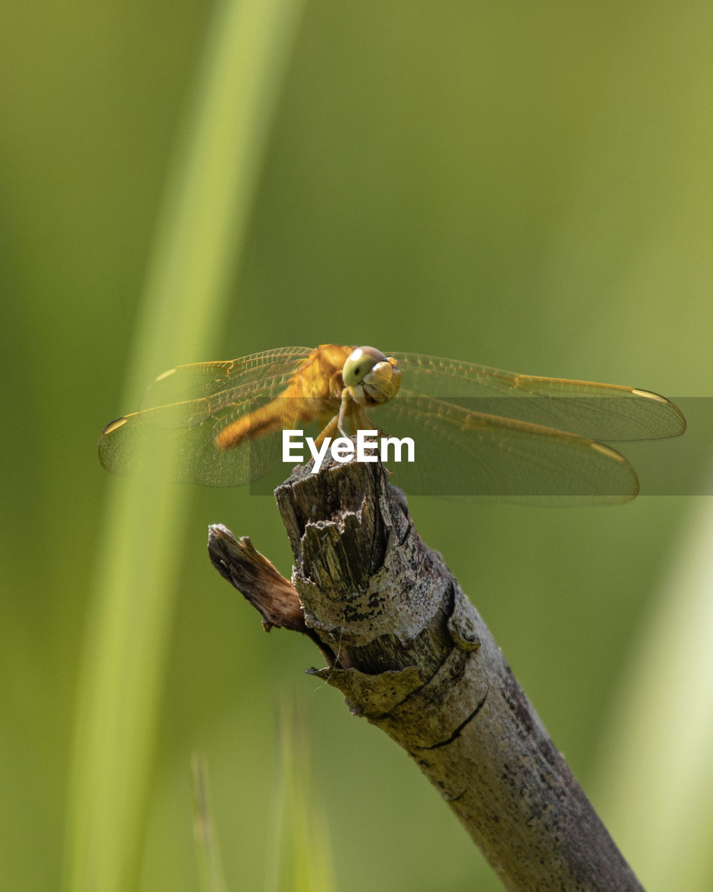 Yellow dragonfly on a branch