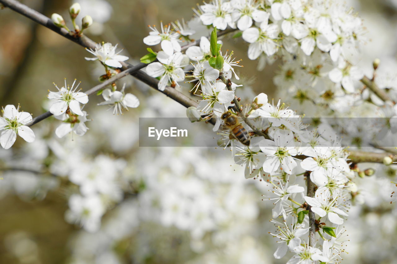 Close-up of white cherry blossom tree