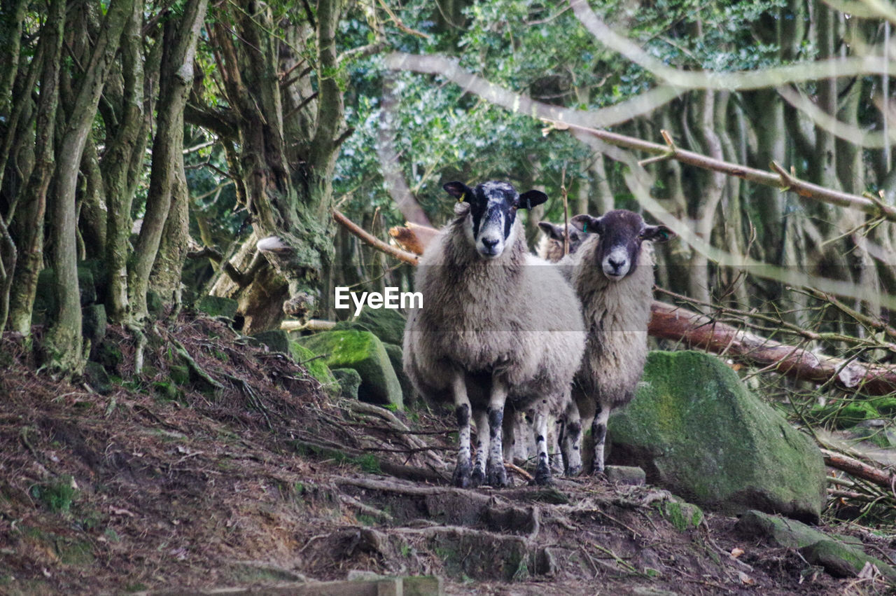 GOATS IN FOREST