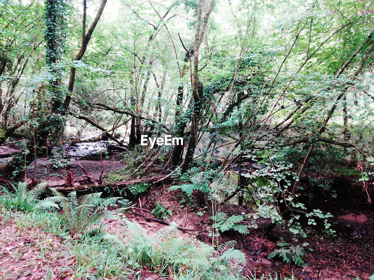 VIEW OF TREES IN FOREST