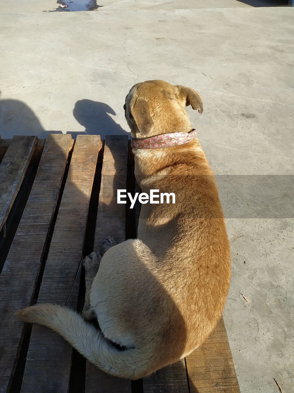 HIGH ANGLE VIEW OF A DOG ON THE GROUND