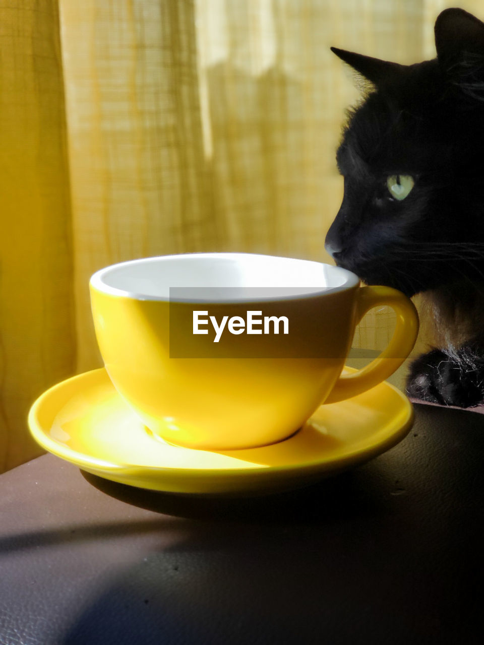 Black cat sniffing offee cup on table