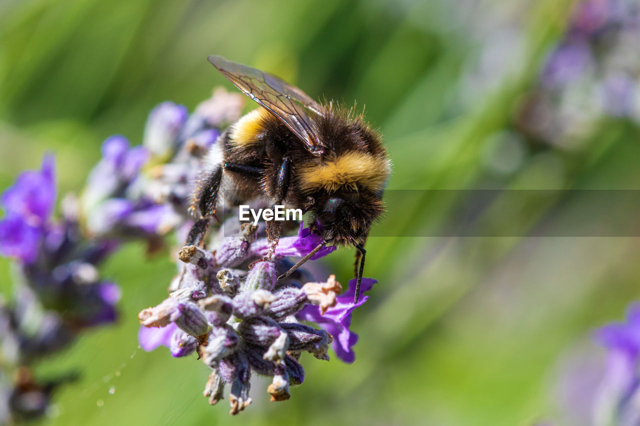 A bumblebee on a lavender flower