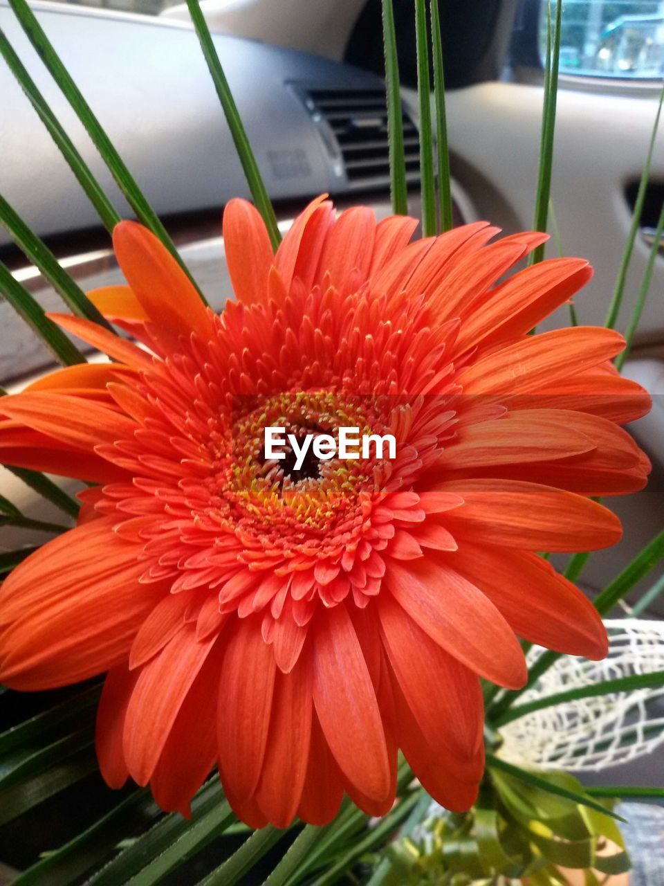 Close-up of red flower