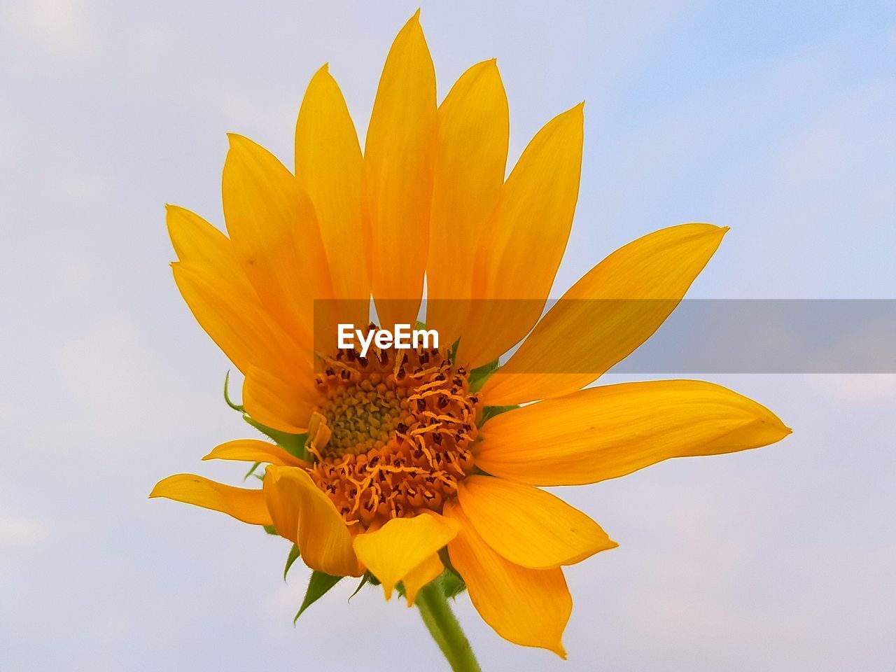 Close-up of yellow flower against sky