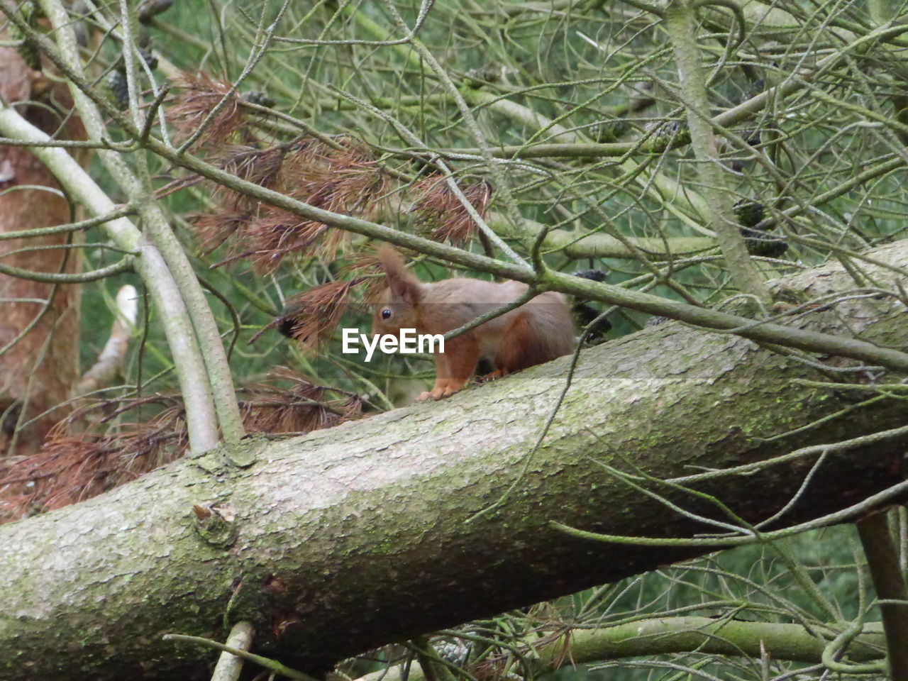 CLOSE-UP OF SNAKE ON TREE