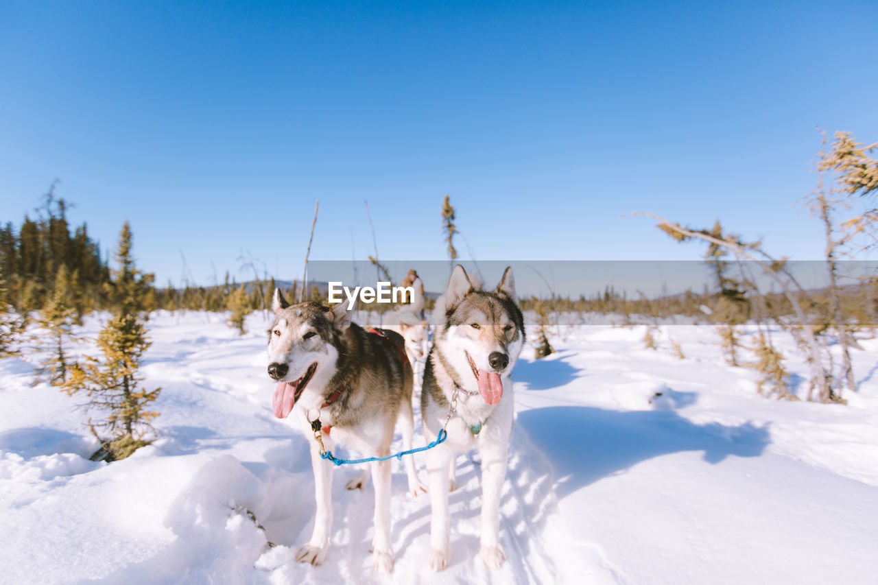 Dog sledding fairbanks alaska landscape