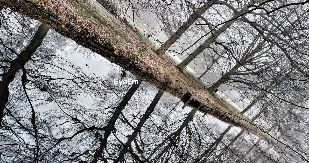 CLOSE-UP LOW ANGLE VIEW OF TREE