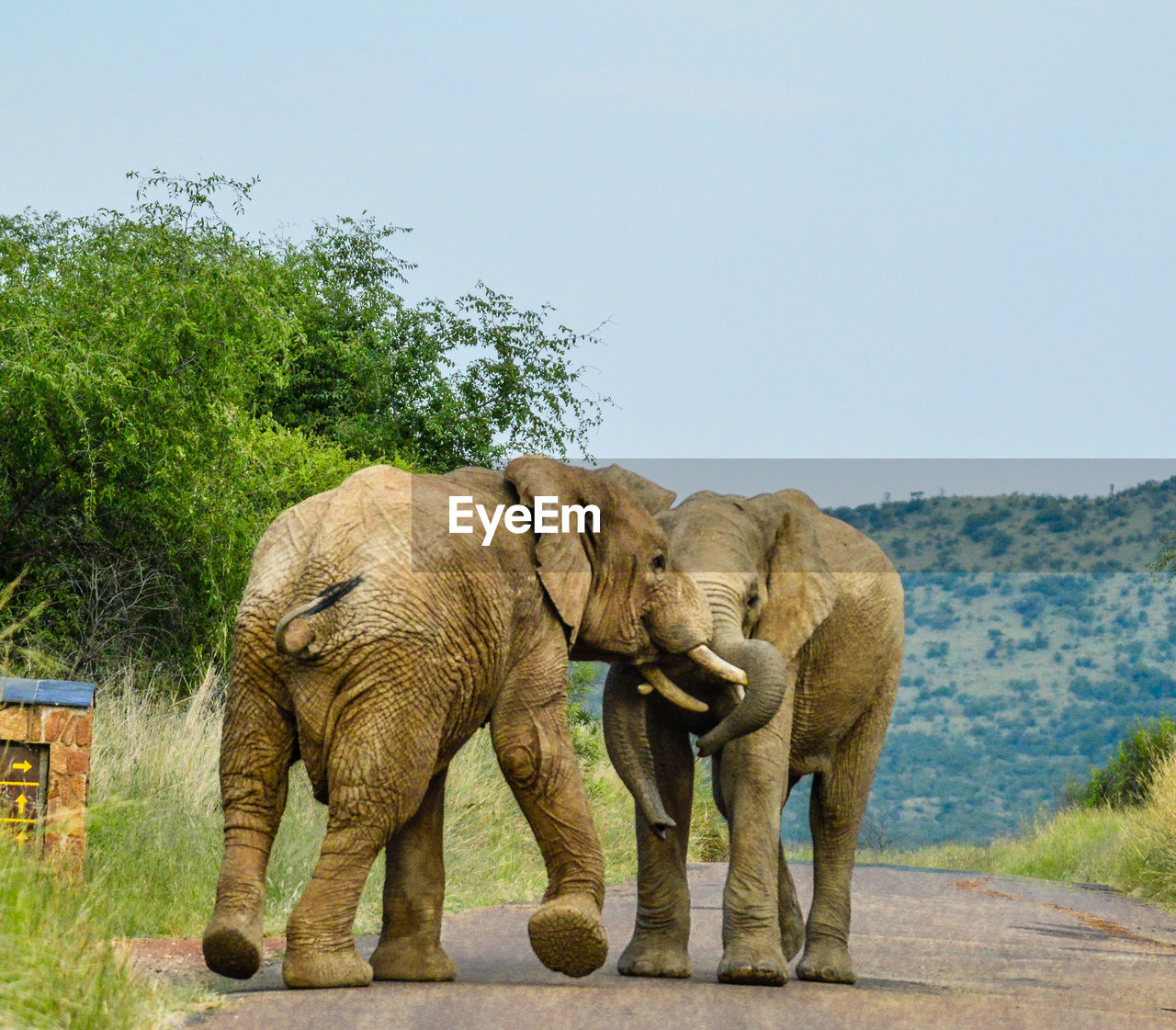 ELEPHANT WALKING IN A PARK