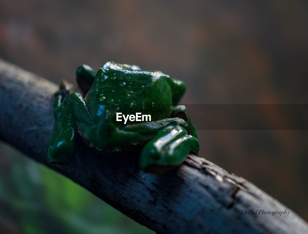 CLOSE-UP OF FROG ON PLANT