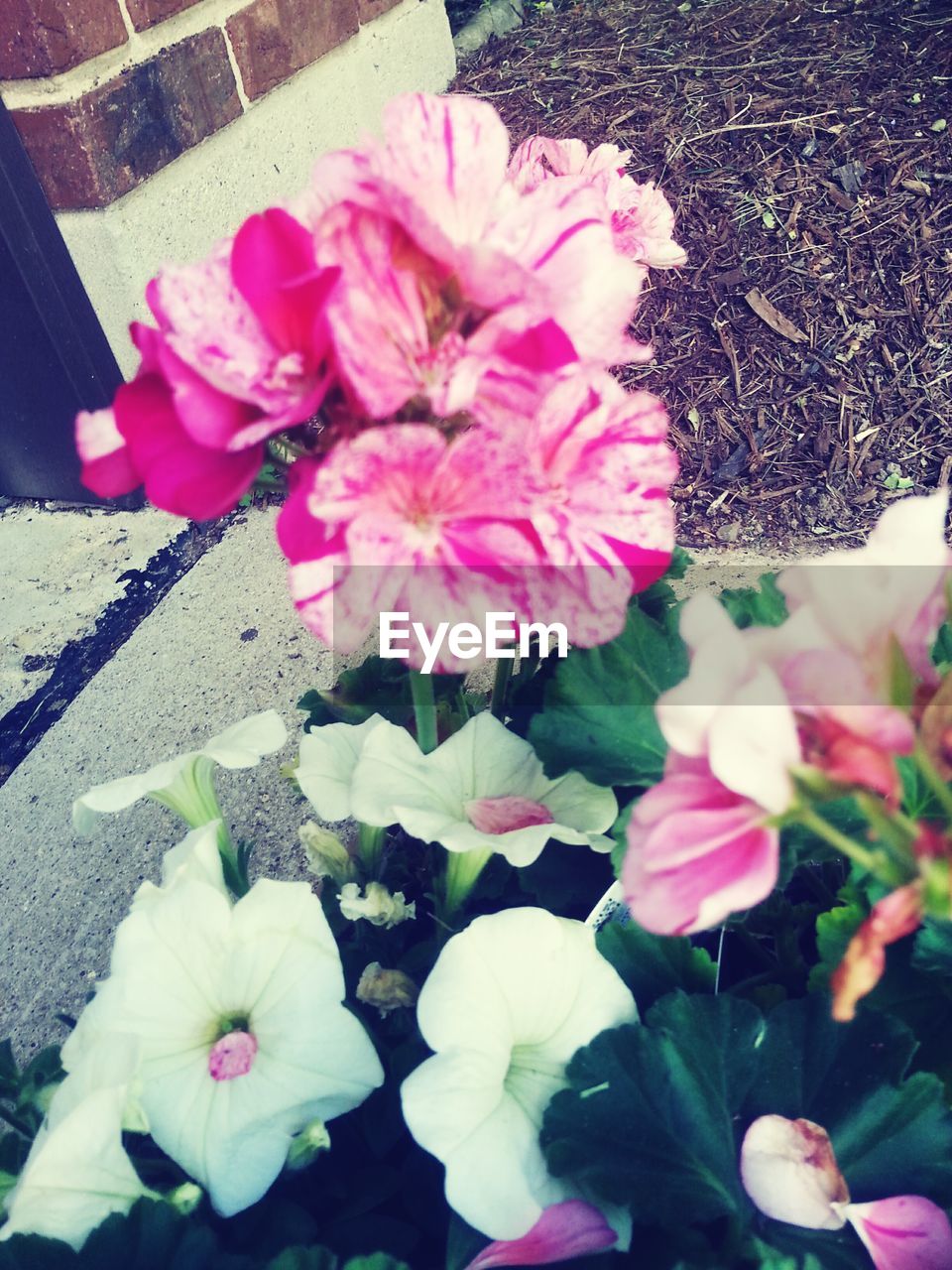 CLOSE-UP OF PINK FLOWERS BLOOMING OUTDOORS