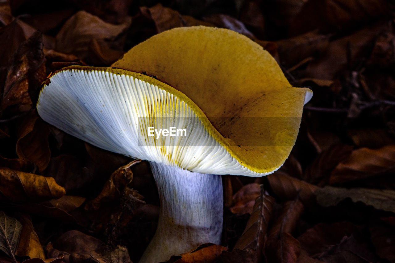 CLOSE-UP OF YELLOW MUSHROOM GROWING IN FIELD