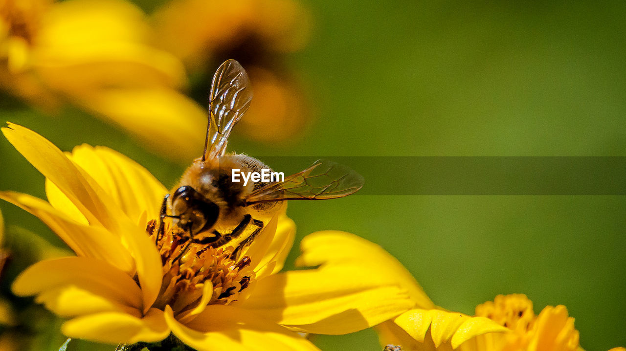 Close-up of insect on yellow flower