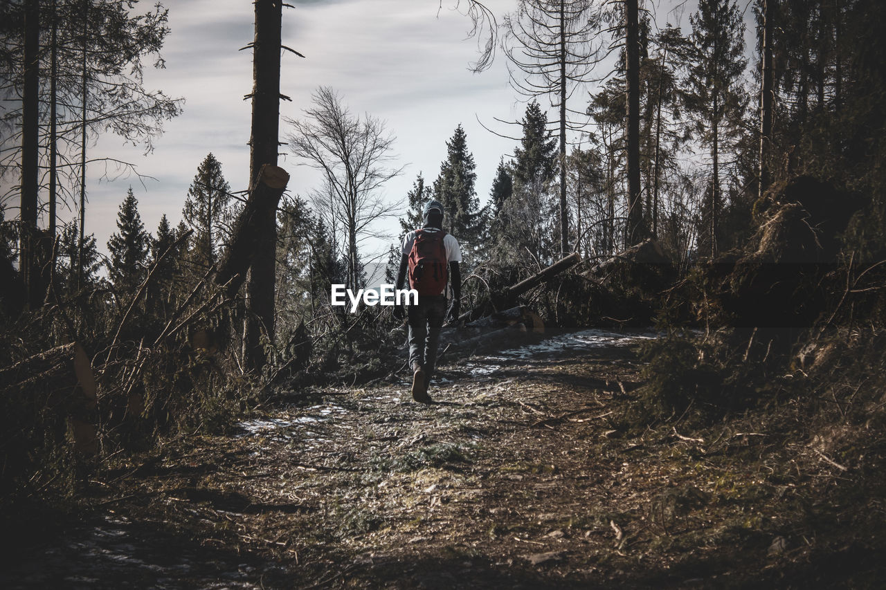 REAR VIEW OF MAN STANDING BY PLANTS IN FOREST