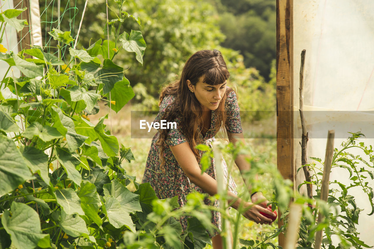 Young farmer examining tomato in greenhouse