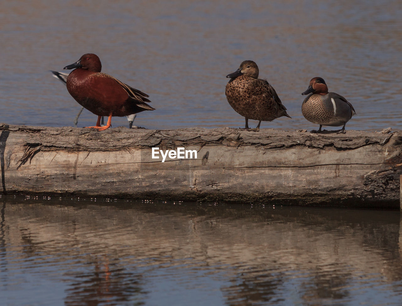 Birds on branch