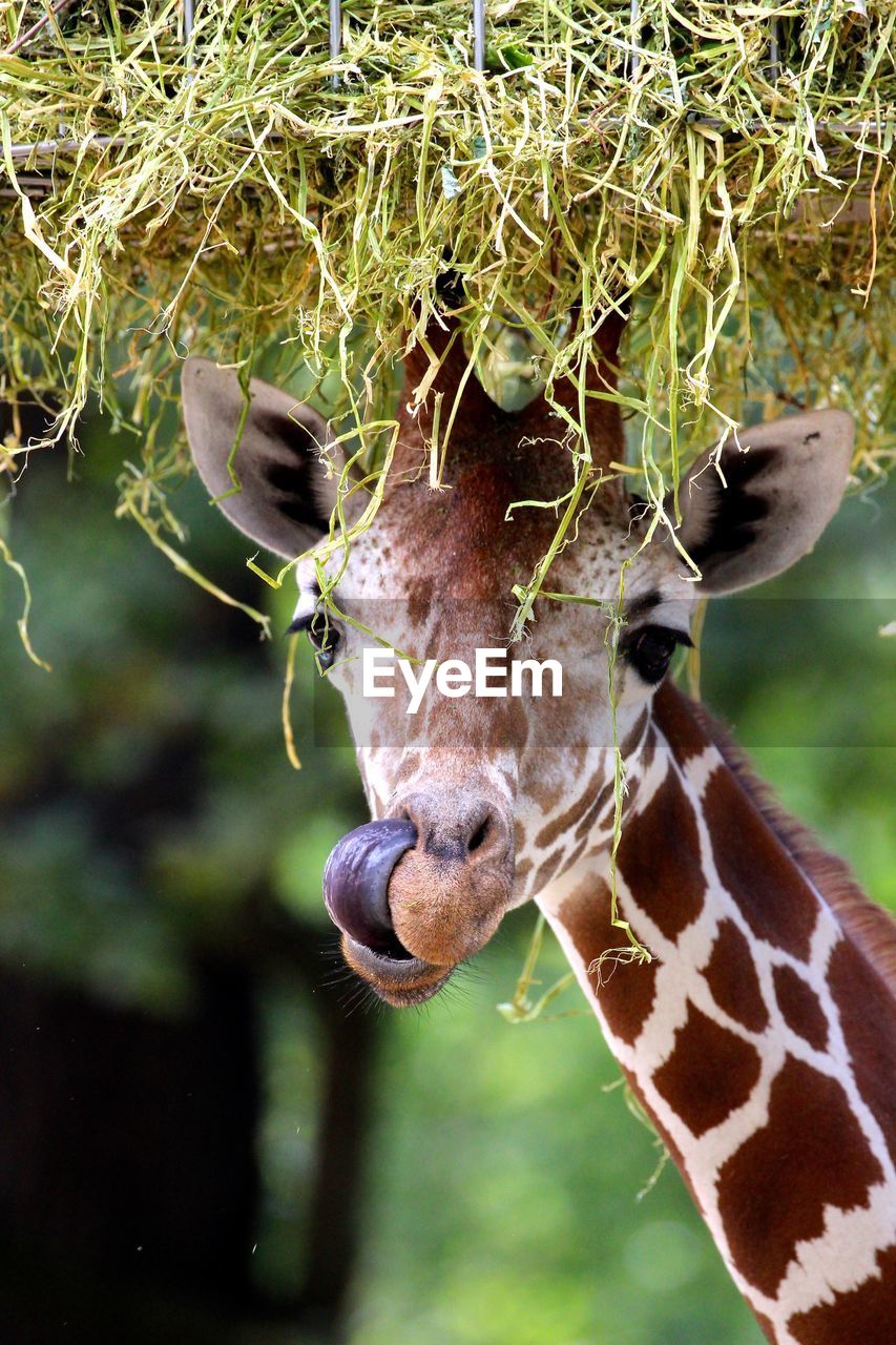 Giraffe sticking out tongue in zoo