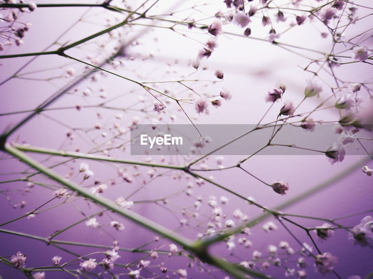 Low angle view of pink flowers on branch