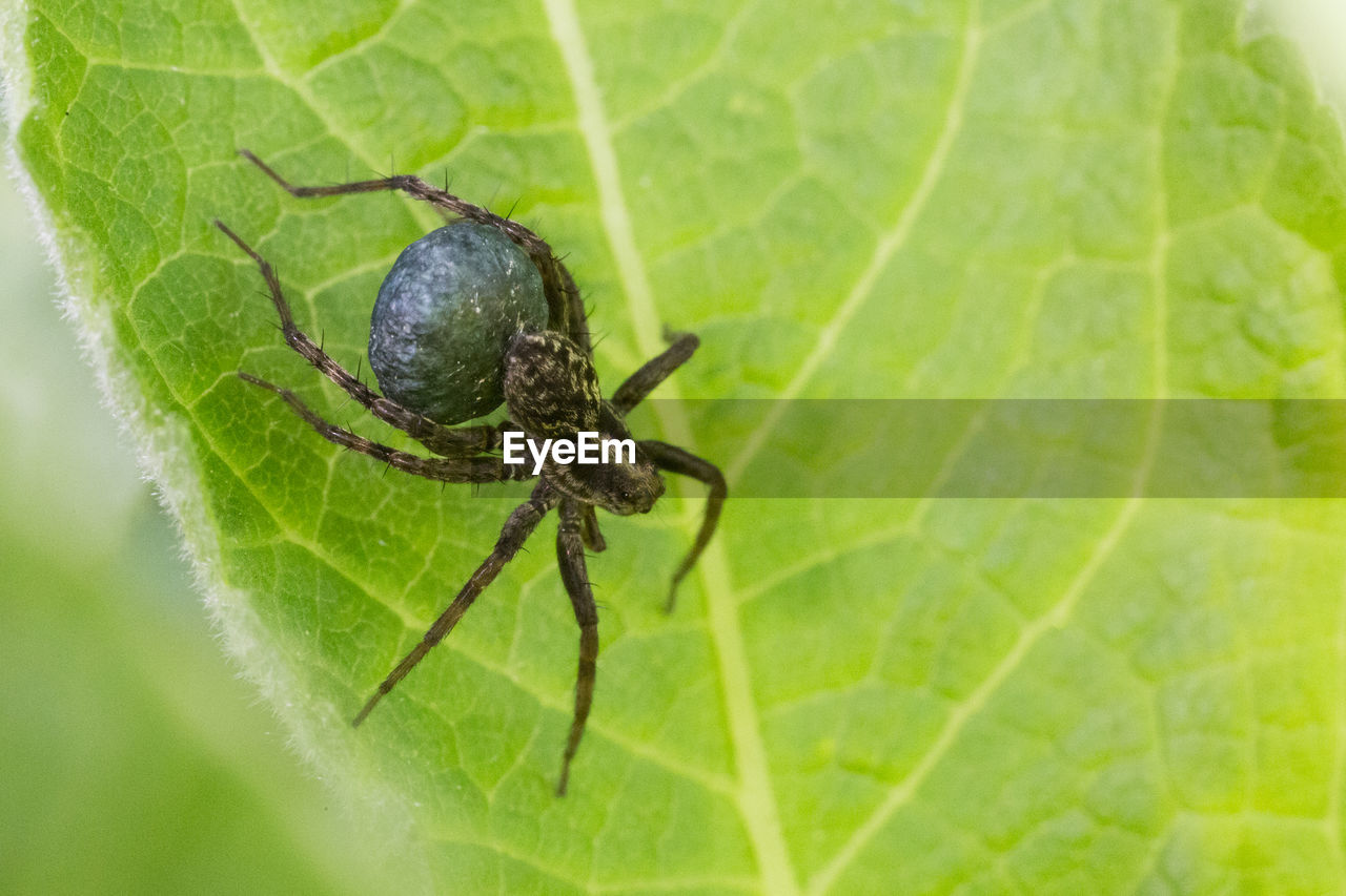 CLOSE-UP OF SPIDER ON GREEN PLANT