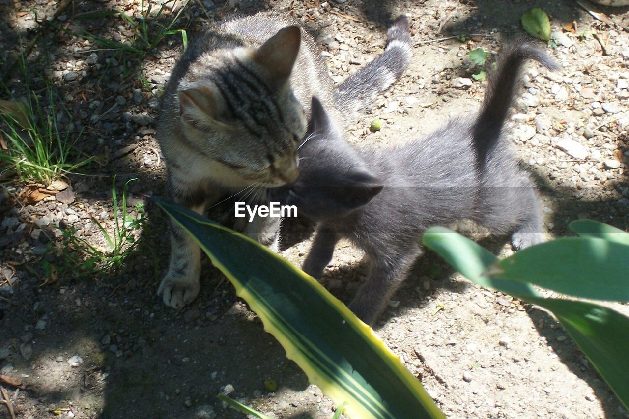 CLOSE-UP OF CAT ON PLANTS