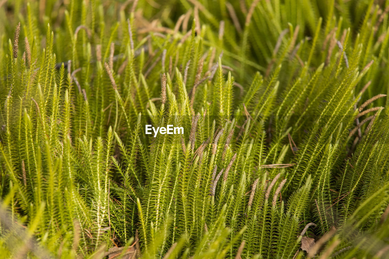 Full frame shot of fresh green plants