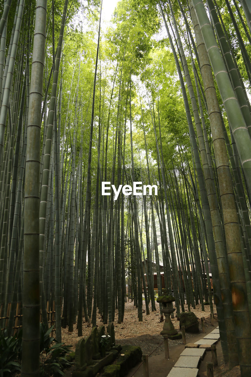 Low angle view of bamboo trees