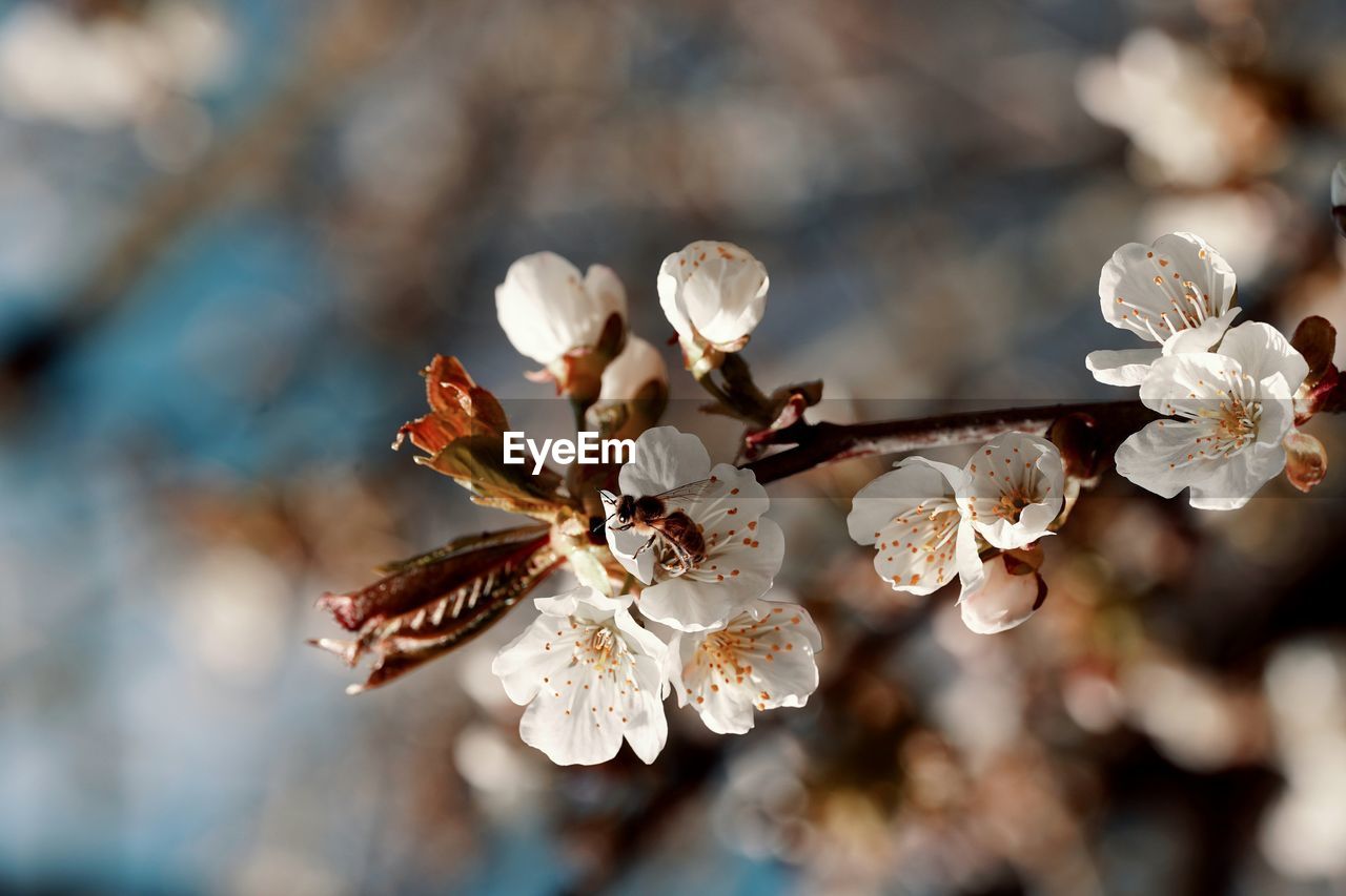 Close-up of cherry blossoms in spring