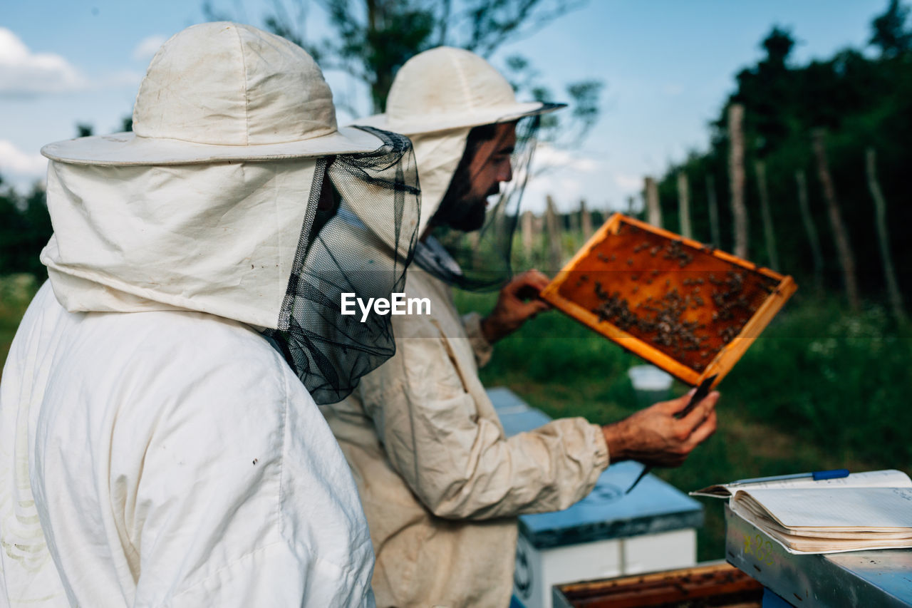 Side view of beekeepers examining beehive