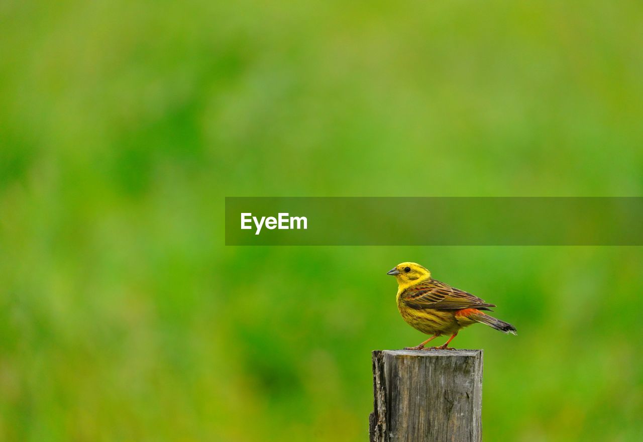 CLOSE-UP OF A BIRD PERCHING ON WOODEN POST