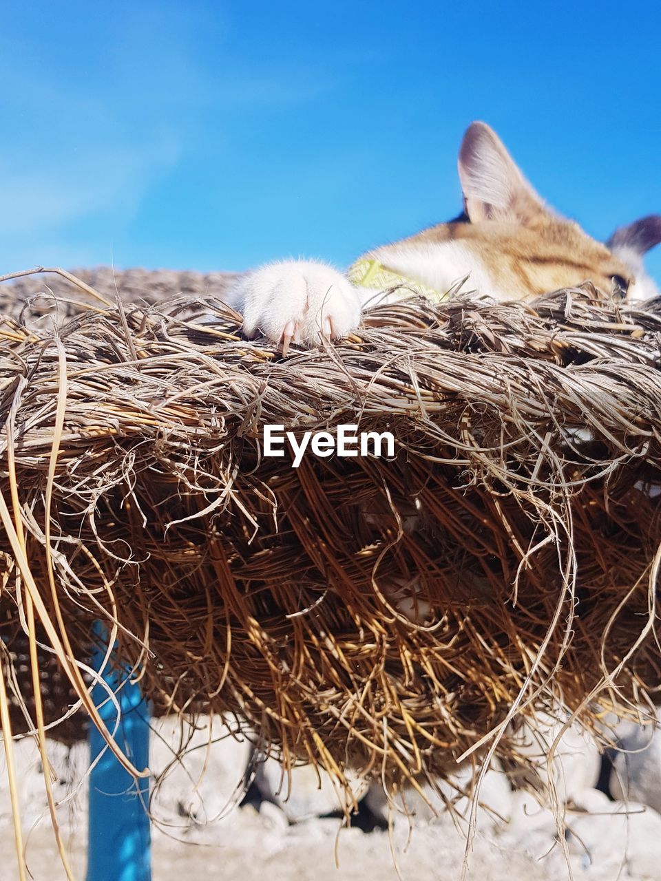 animal nest, animal, bird nest, animal themes, nature, nest, hay, no people, sky, branch, day, blue, bird, winter, plant, straw, group of animals, outdoors, mammal, animal wildlife, young animal, domestic animals, agriculture, wildlife