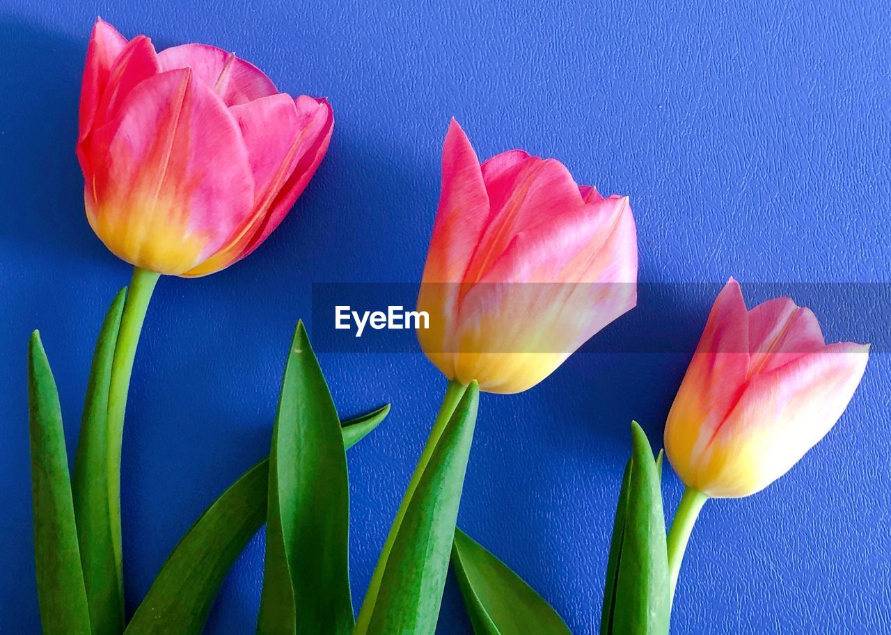 Close-up of pink tulips against blue sky