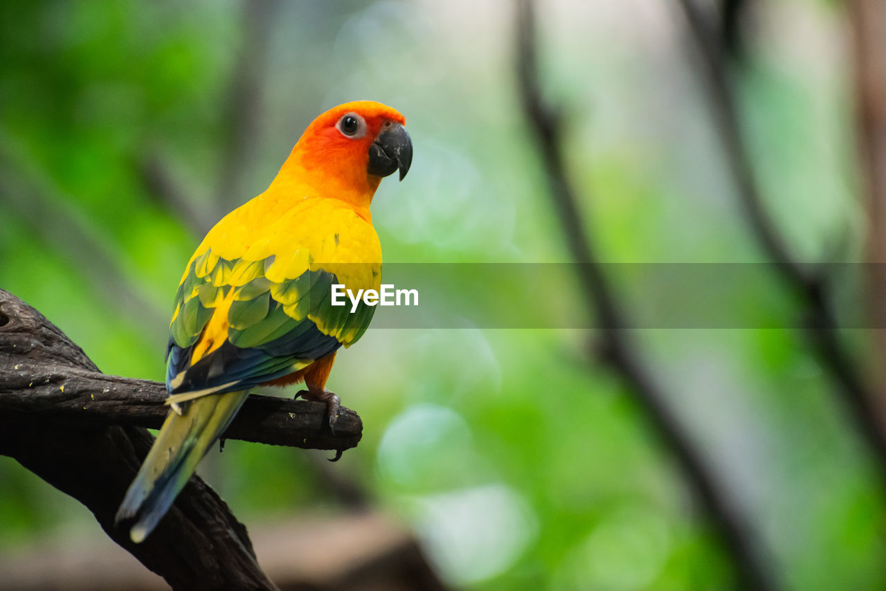 CLOSE-UP OF BIRD PERCHING ON TREE