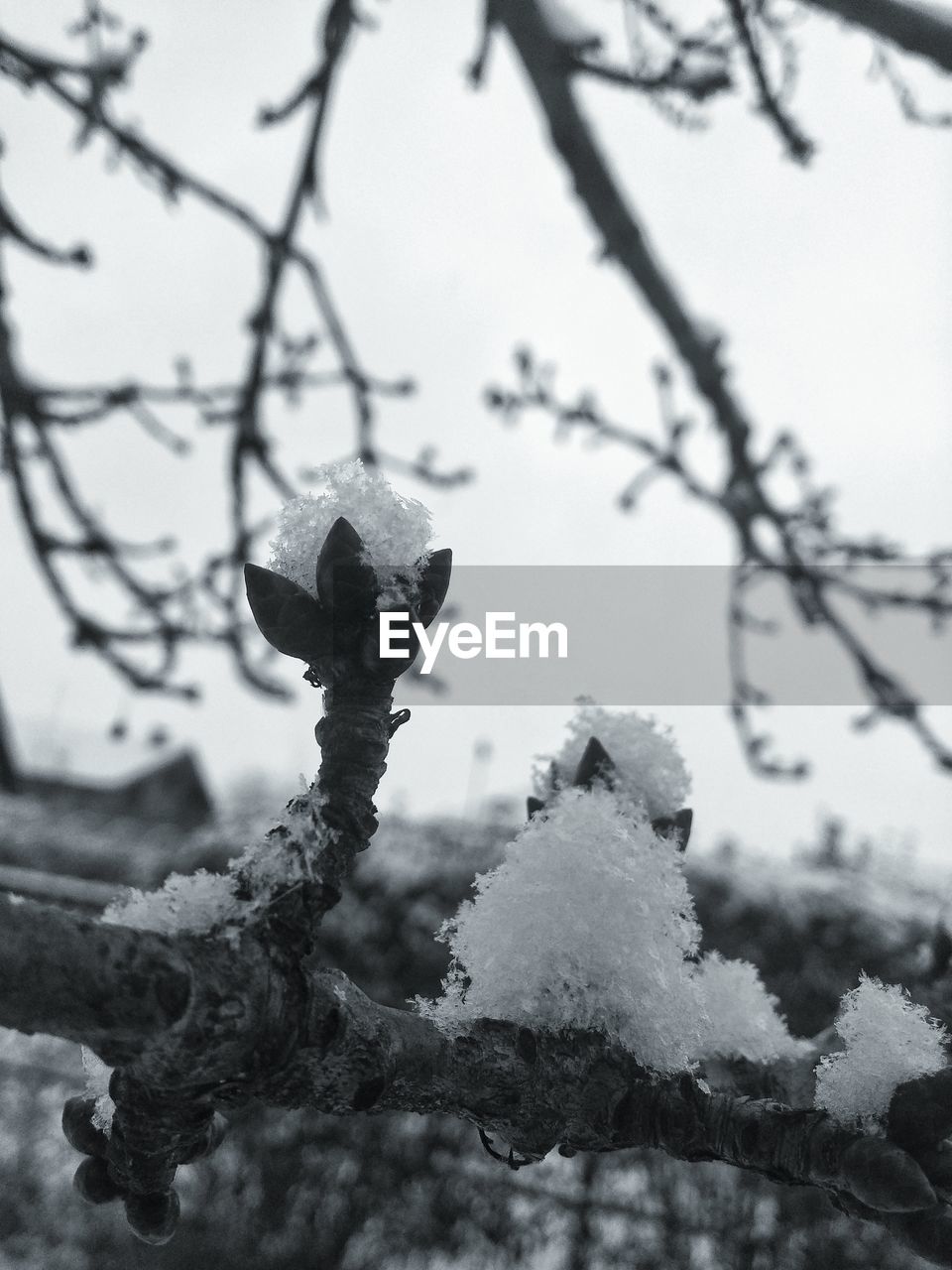 CLOSE-UP OF SNOW ON BRANCH