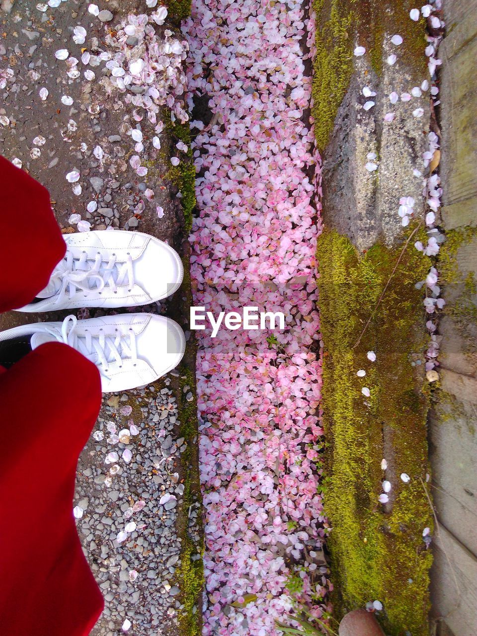 LOW SECTION OF WOMAN STANDING BY FLOWER PETALS ON FLOOR