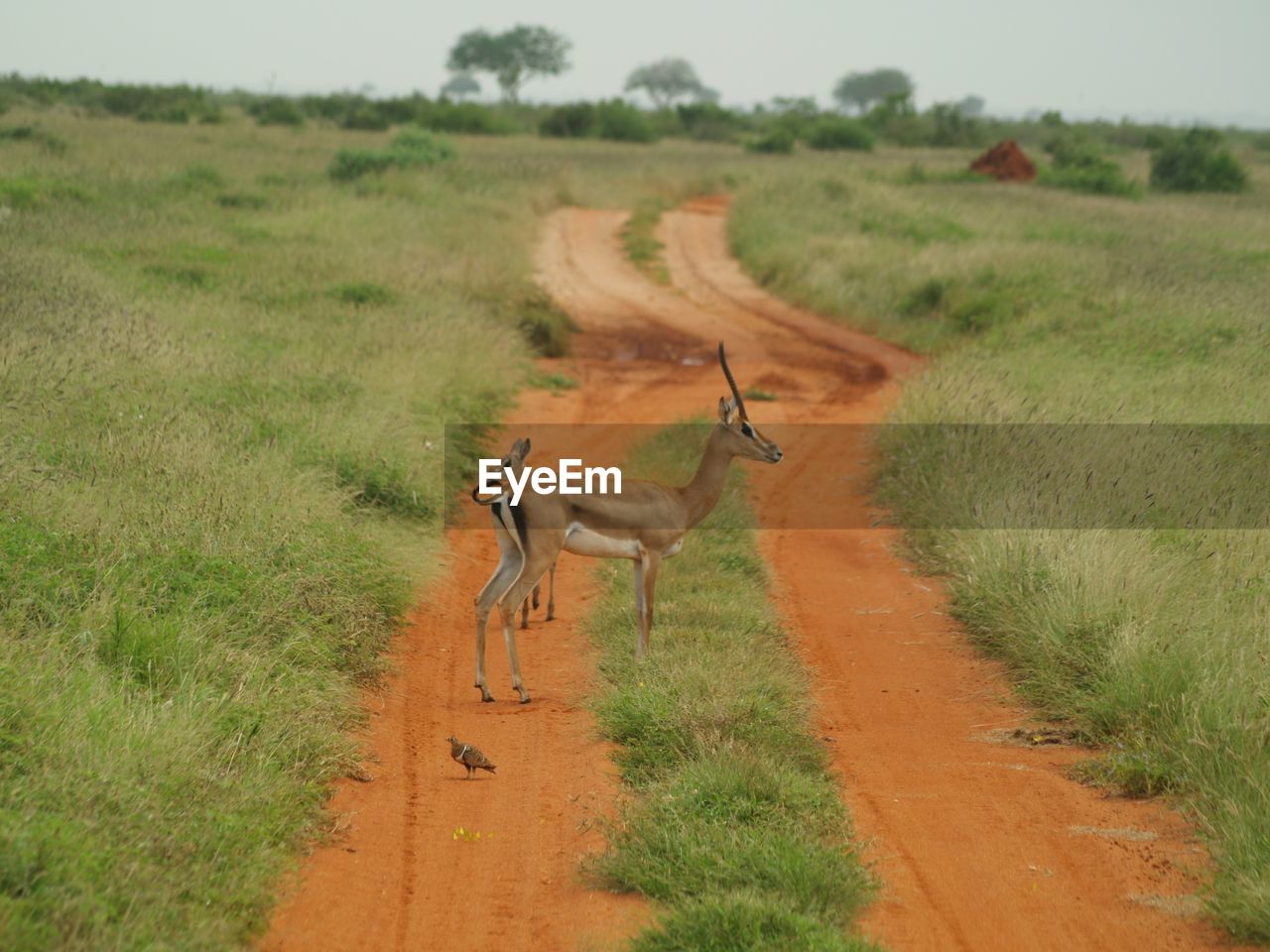 View of antilop on dirt road