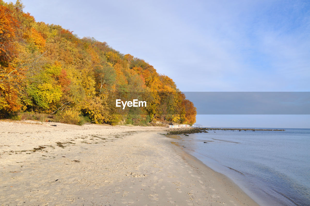 Autumn trees at beach