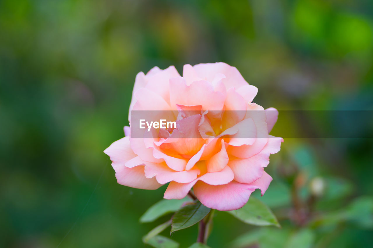 CLOSE-UP OF PINK ROSE AND WHITE FLOWER
