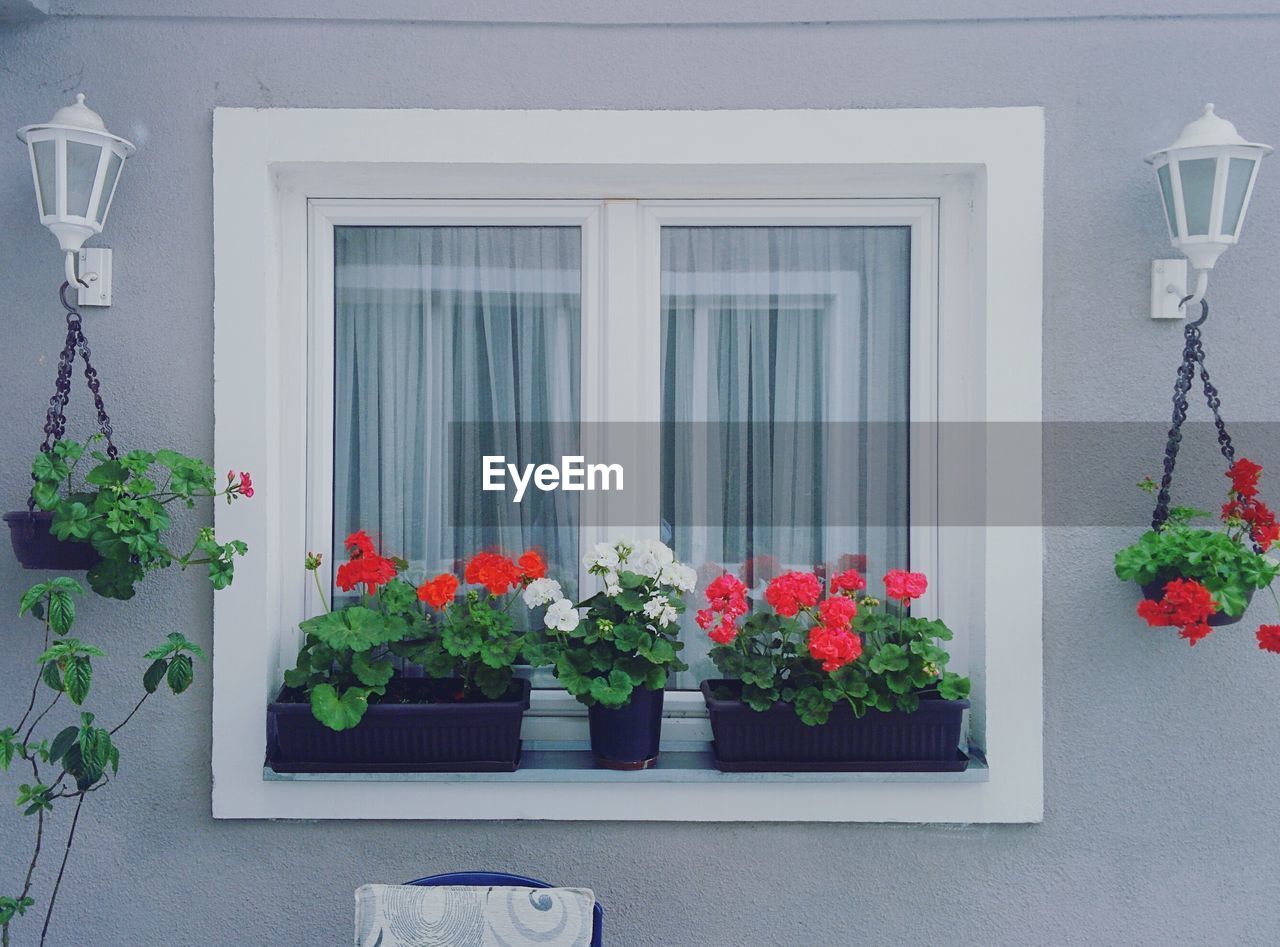 Flowers growing on window sill