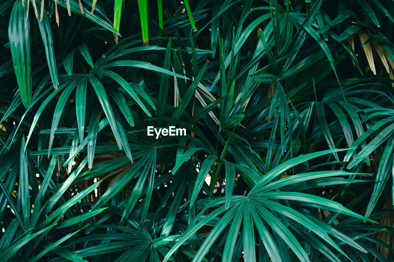 High angle view of bamboo plants