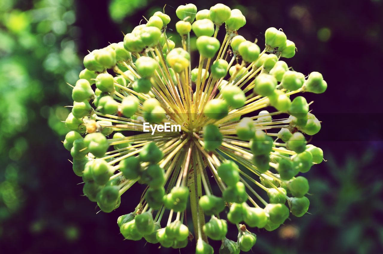 CLOSE-UP OF GREEN FLOWERING PLANT