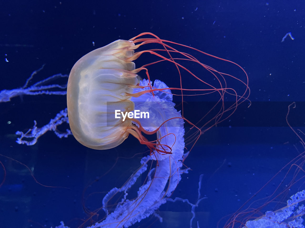high angle view of jellyfish swimming in sea