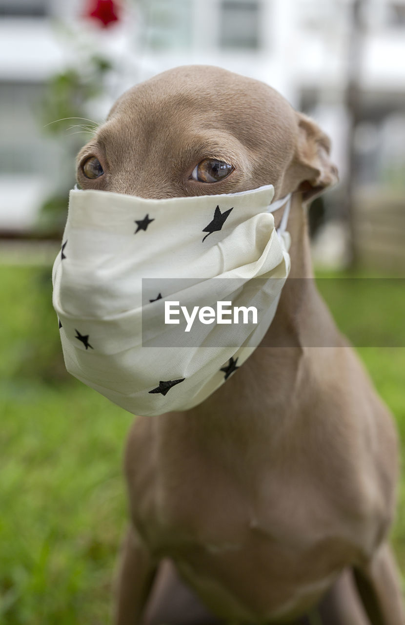 Pure breed italian greyhound dog outdoors with protective mask for coronavirus. covid-19.