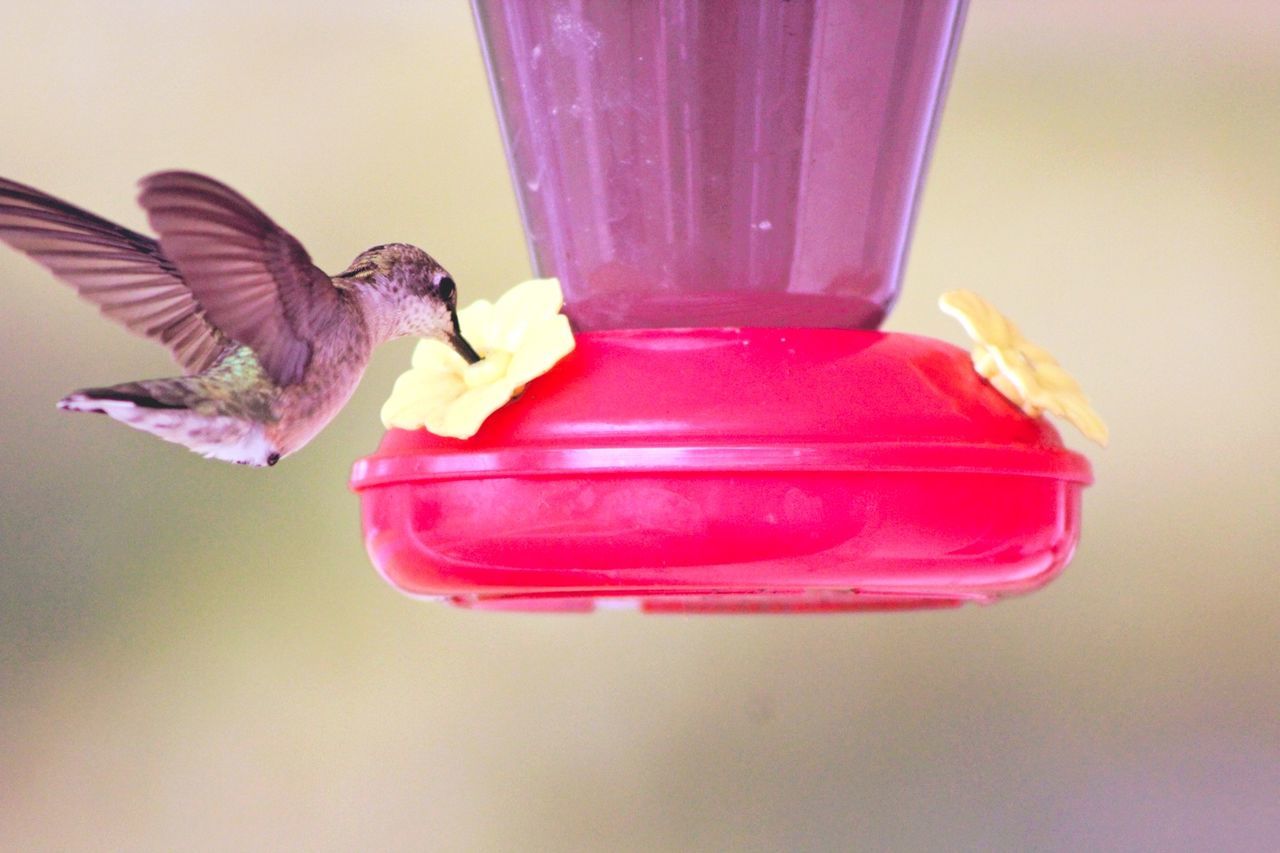 CLOSE-UP OF BIRD FLYING OVER FEEDER AT BEACH