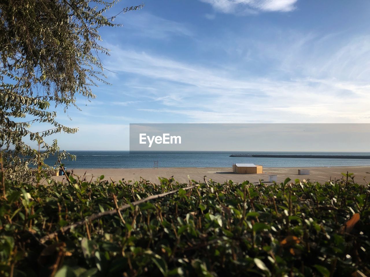 PLANTS ON BEACH AGAINST SKY