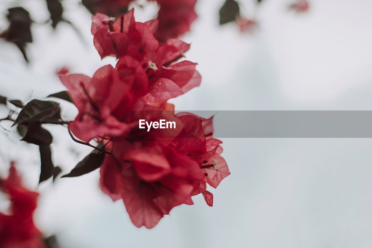 Close-up of red cherry blossom